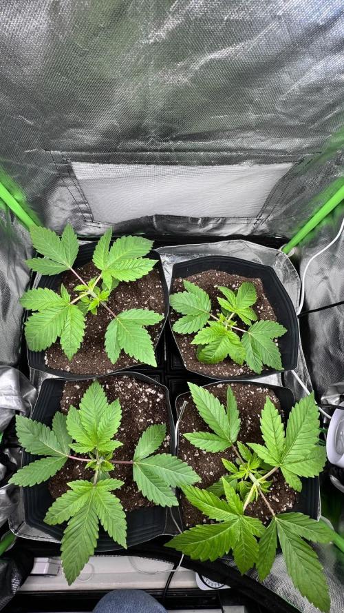 🌳 #2 Ciclo - 4v 7L. Week 3