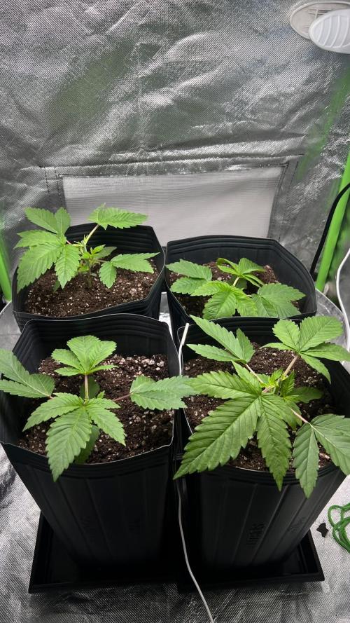 🌳 #2 Ciclo - 4v 7L. Week 3