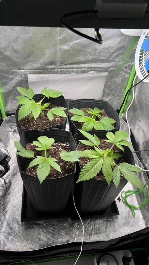 🌳 #2 Ciclo - 4v 7L. Week 3