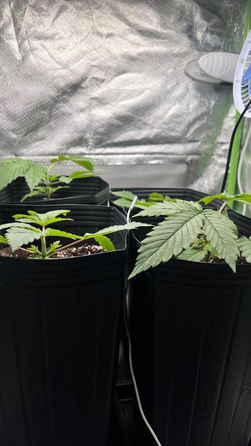 🌳 #2 Ciclo - 4v 7L. Week 3