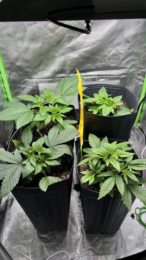 🌳 #2 Ciclo - 4v 7L. Week 3