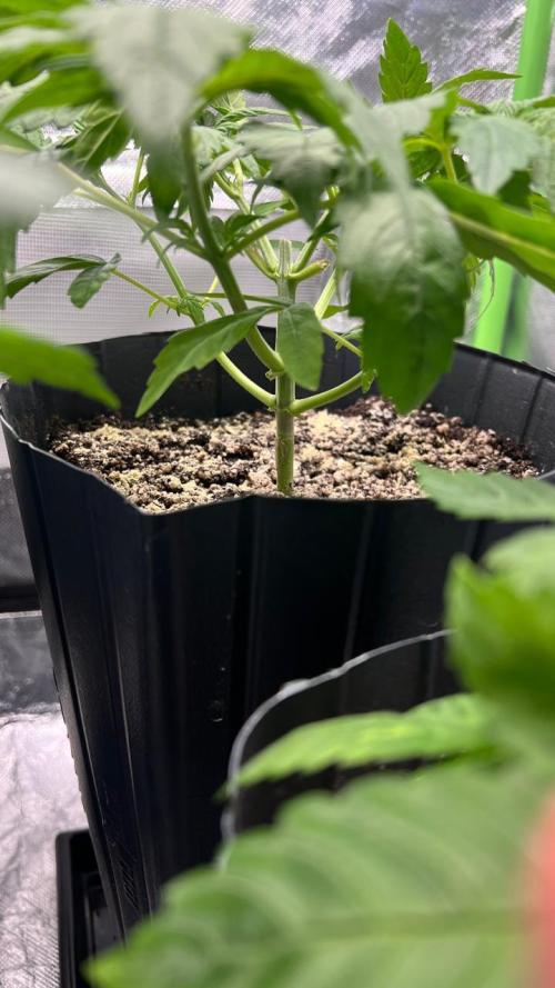 🌳 #2 Ciclo - 4v 7L. Week 4