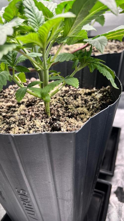 🌳 #2 Ciclo - 4v 7L. Week 4