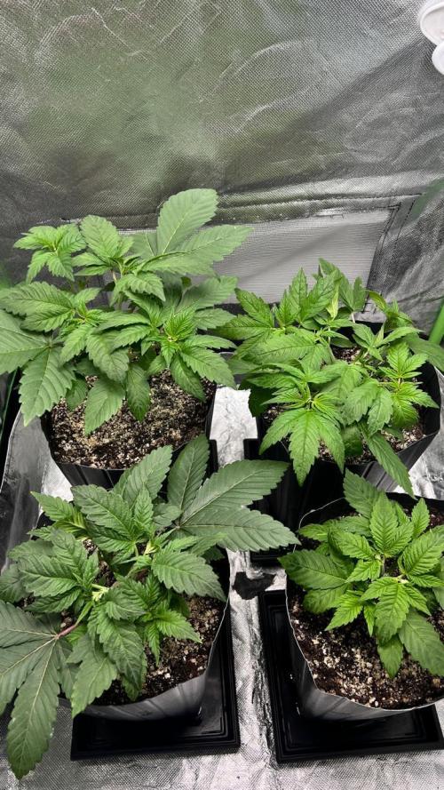 🌳 #2 Ciclo - 4v 7L. Week 4