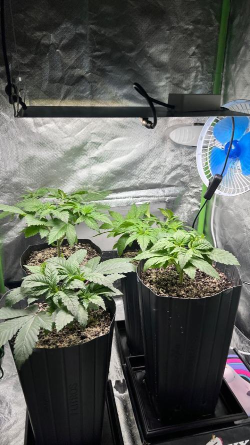 🌳 #2 Ciclo - 4v 7L. Week 4