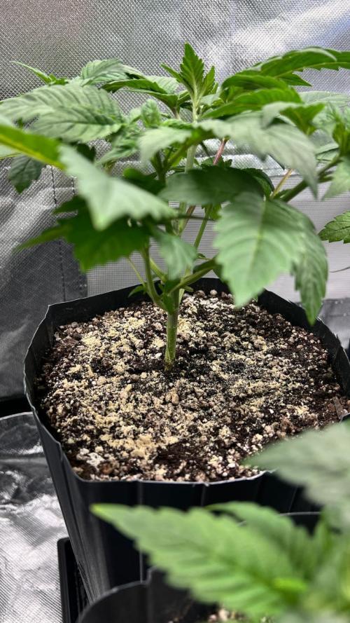 🌳 #2 Ciclo - 4v 7L. Week 4