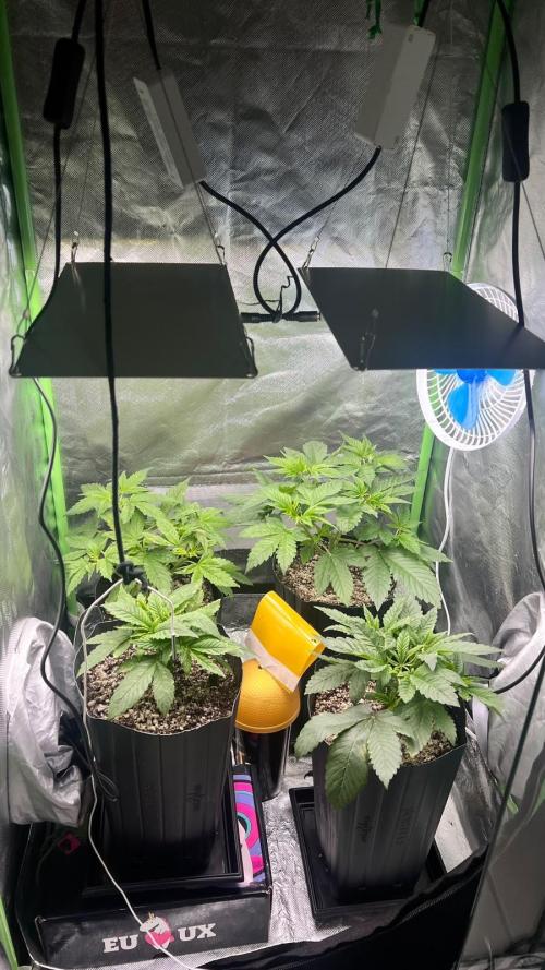 🌳 #2 Ciclo - 4v 7L. Week 4 - 24/07