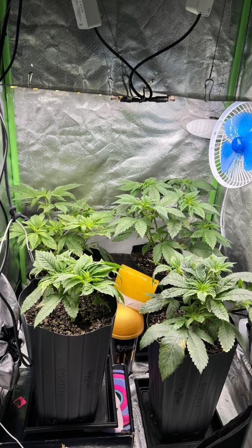 🌳 #2 Ciclo - 4v 7L. Week 4 - 27/07