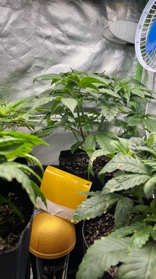 🌳 #2 Ciclo - 4v 7L. Week 4 - 27/07