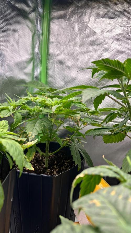 🌳 #2 Ciclo - 4v 7L. Week 4 - 27/07