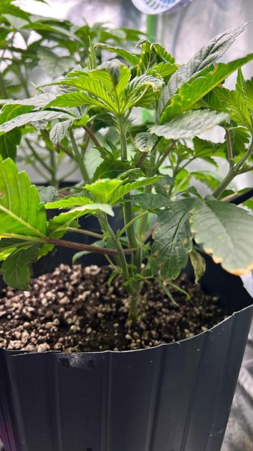 🌳 #2 Ciclo - 4v 7L. Week 4 - 27/07