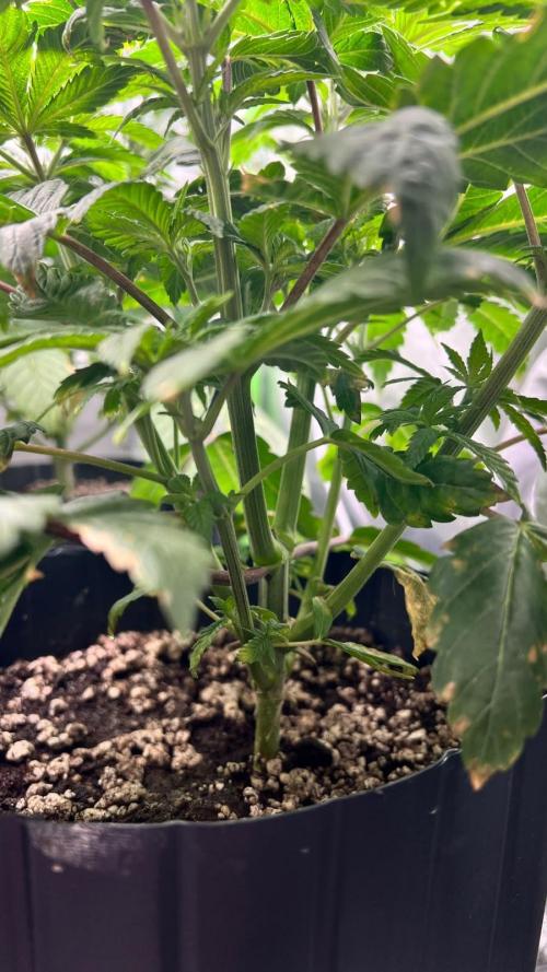 🌳 #2 Ciclo - 4v 7L. Week 5 - 30/07