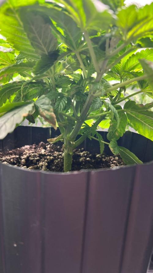 🌳 #2 Ciclo - 4v 7L. Week 5 - 30/07