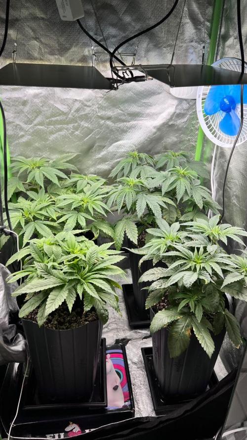 🌳 #2 Ciclo - 4v 7L. Week 5 - 30/07