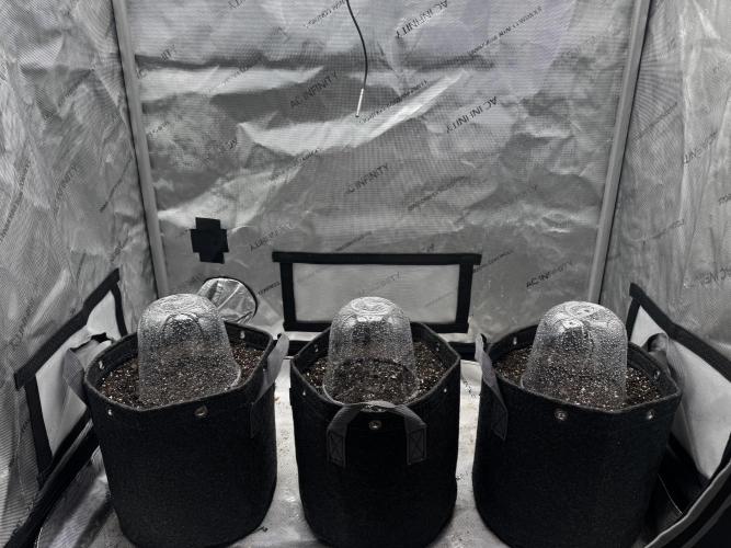 Apricot Auto. Week 0