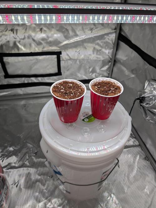 Barney's Farm LSD Auto in Cloud Coir. Week 0