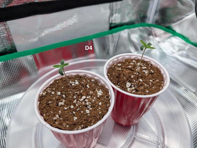 LSD Auto. Week 1