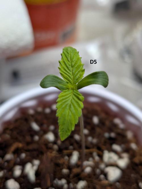 Barney's Farm LSD Auto in Cloud Coir. Week 1