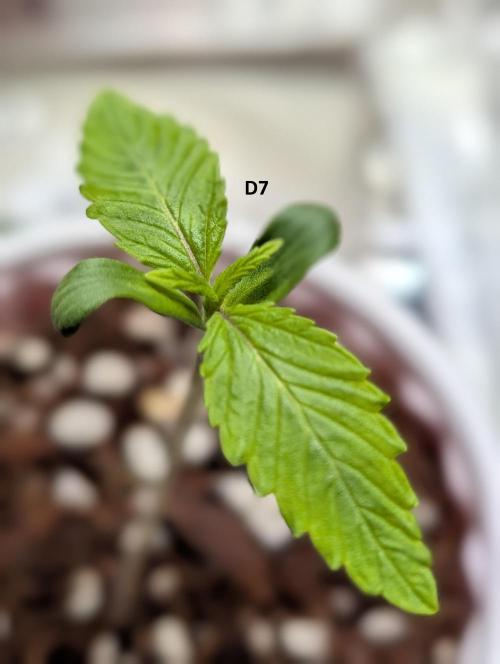 LSD Auto. Week 1
