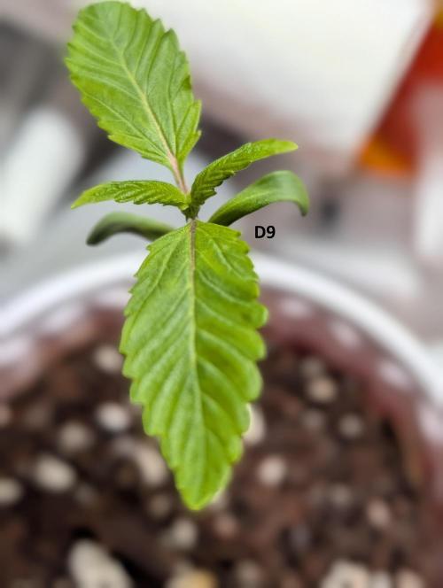 LSD Auto. Week 2