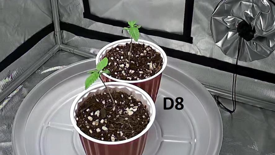 LSD Auto. Week 2