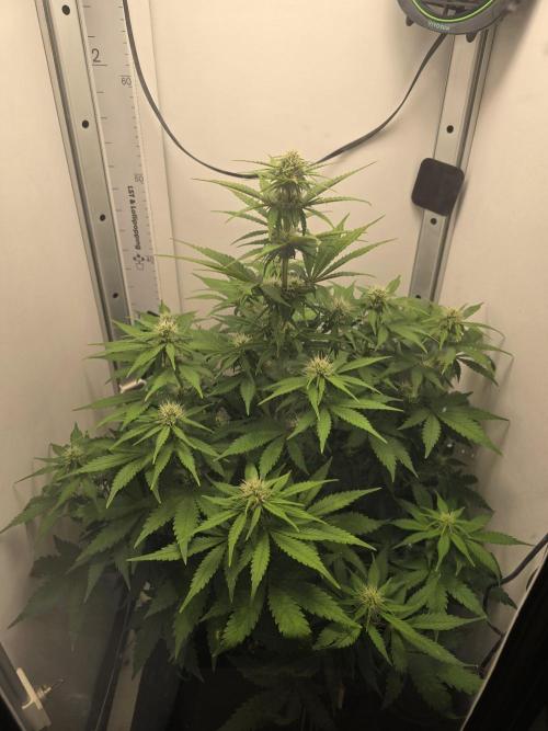 Blackberry auto. Week 2