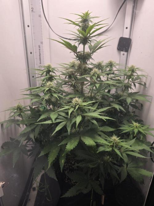 Blackberry Auto. Week 2