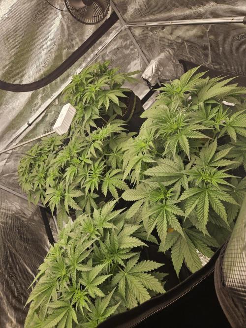 cherry cola rf3. Week 4