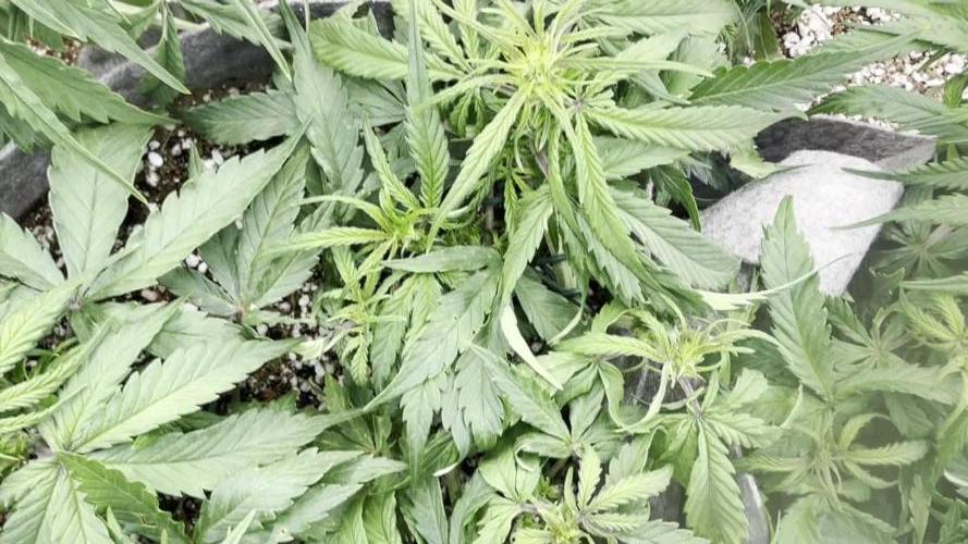 LST on Autoflowers