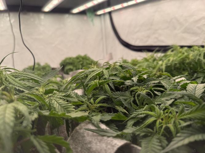 LST on Autoflowers 03-06.2026. Week 7 - Canopy is set, some phenos not responding ideal to LST