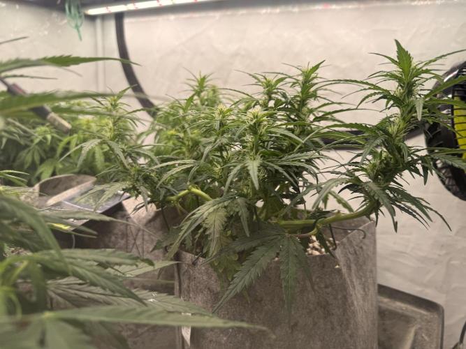 LST on Autoflowers 03-06.2026. Week 7 - Pineapple Diesel - response to LST is profound and I highly recommend