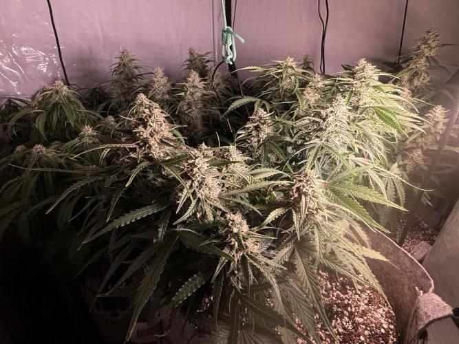 LST on Autoflowers 03-06.2026. Week 10 - ++AC Infinity CLOUDLINE T8