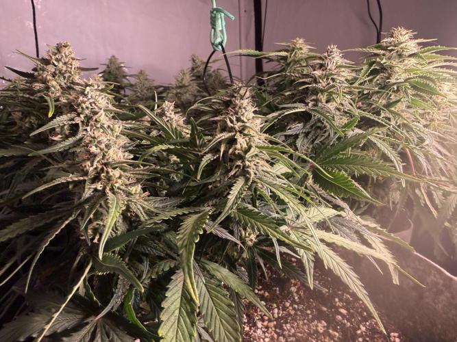 LST on Autoflowers 03-06.2026. Week 10 - ++AC Infinity CLOUDLINE T8