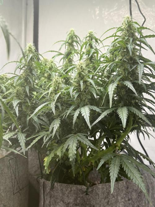 LST on Autoflowers 03-06.2026. Week 9