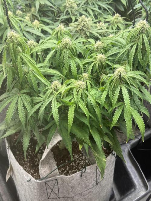 LST on Autoflowers 03-06.2026. Week 9