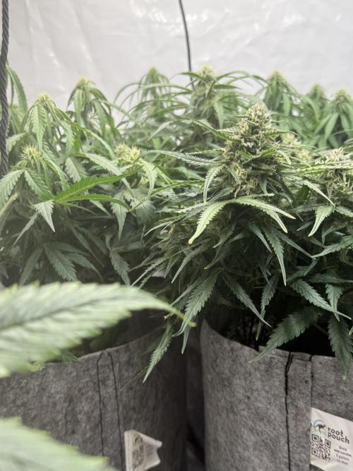 LST on Autoflowers 03-06.2026. Week 9