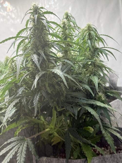 LST on Autoflowers 03-06.2026. Week 9