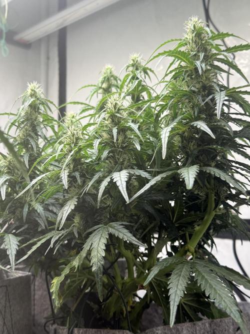 LST on Autoflowers 03-06.2026. Week 9