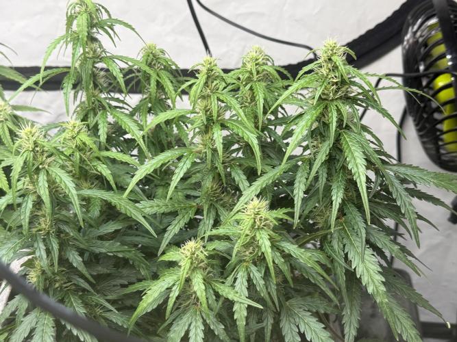 LST on Autoflowers 03-06.2026. Week 9