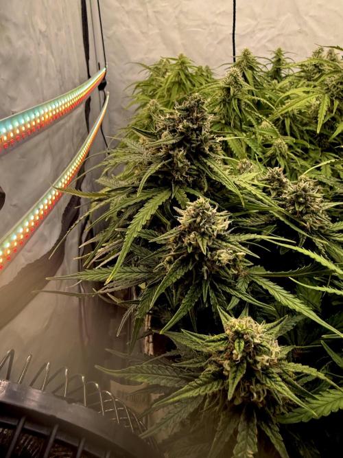 LST on Autoflowers 03-06.2026. Week 11 - I swear by supplemental spectrums, mainly I prefer a combination IFR & UV