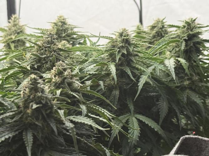 LST on Autoflowers 03-06.2026. Week 11