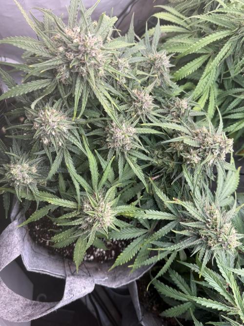 LST on Autoflowers 03-06.2026. Week 11