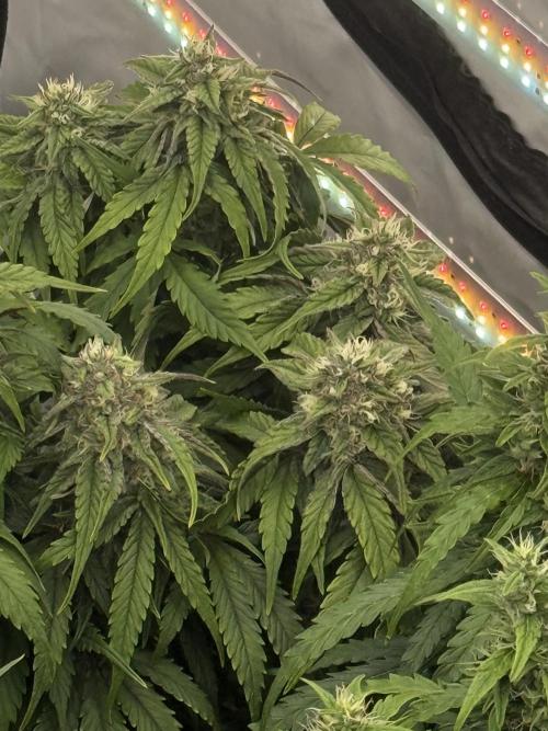 LST on Autoflowers 03-06.2026. Week 11 - Anthocyanin appearing( Purple hues appearing across canopy
