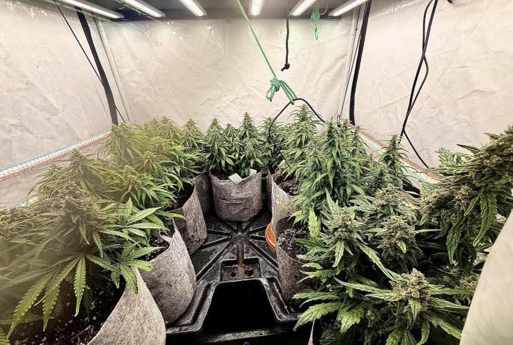 LST on Autoflowers 03-06.2026. Week 11 - Group Photo during hand watering & tidying up