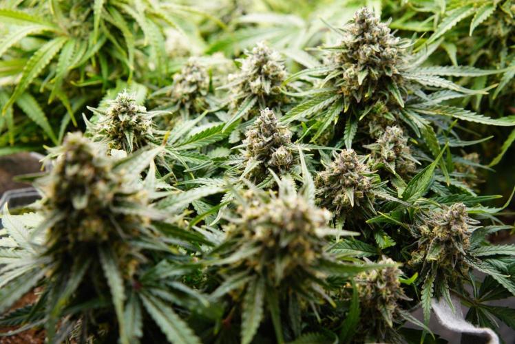 LST on Autoflowers 03-06.2026. Week 11