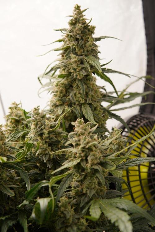 LST on Autoflowers 03-06.2026. Week 11