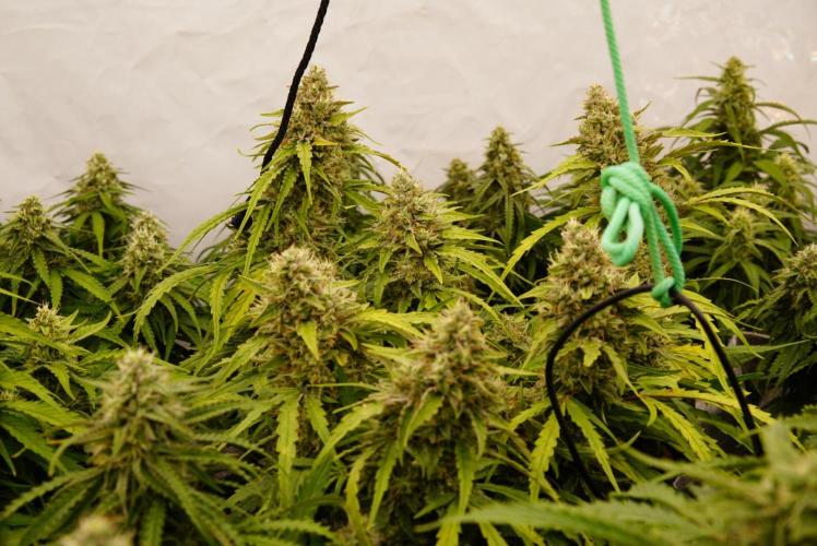 LST on Autoflowers 03-06.2026. Week 11