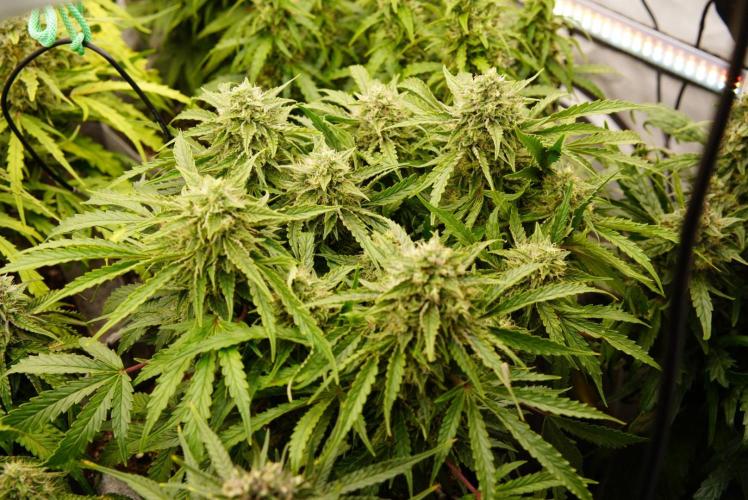 LST on Autoflowers 03-06.2026. Week 11