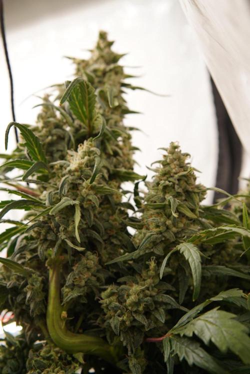 LST on Autoflowers 03-06.2026. Week 11