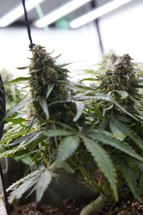 LST on Autoflowers 03-06.2026. Week 11